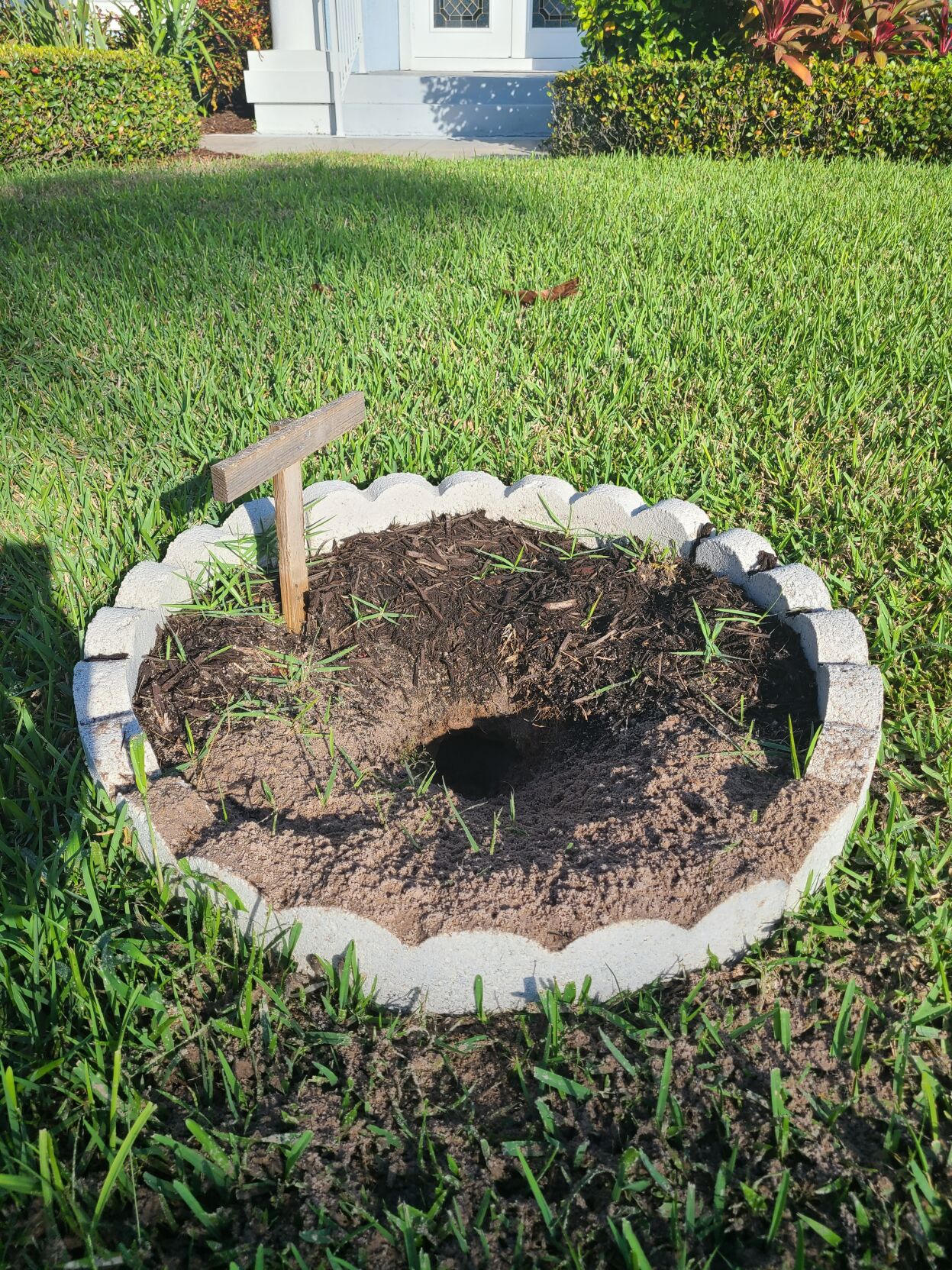 2021 Year-End 6. The future of burrowing owls on Marco Island is with this starter burrow..jpg